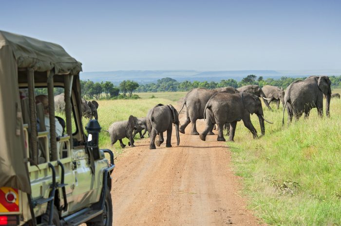 Safari Tours for Solo Travelers